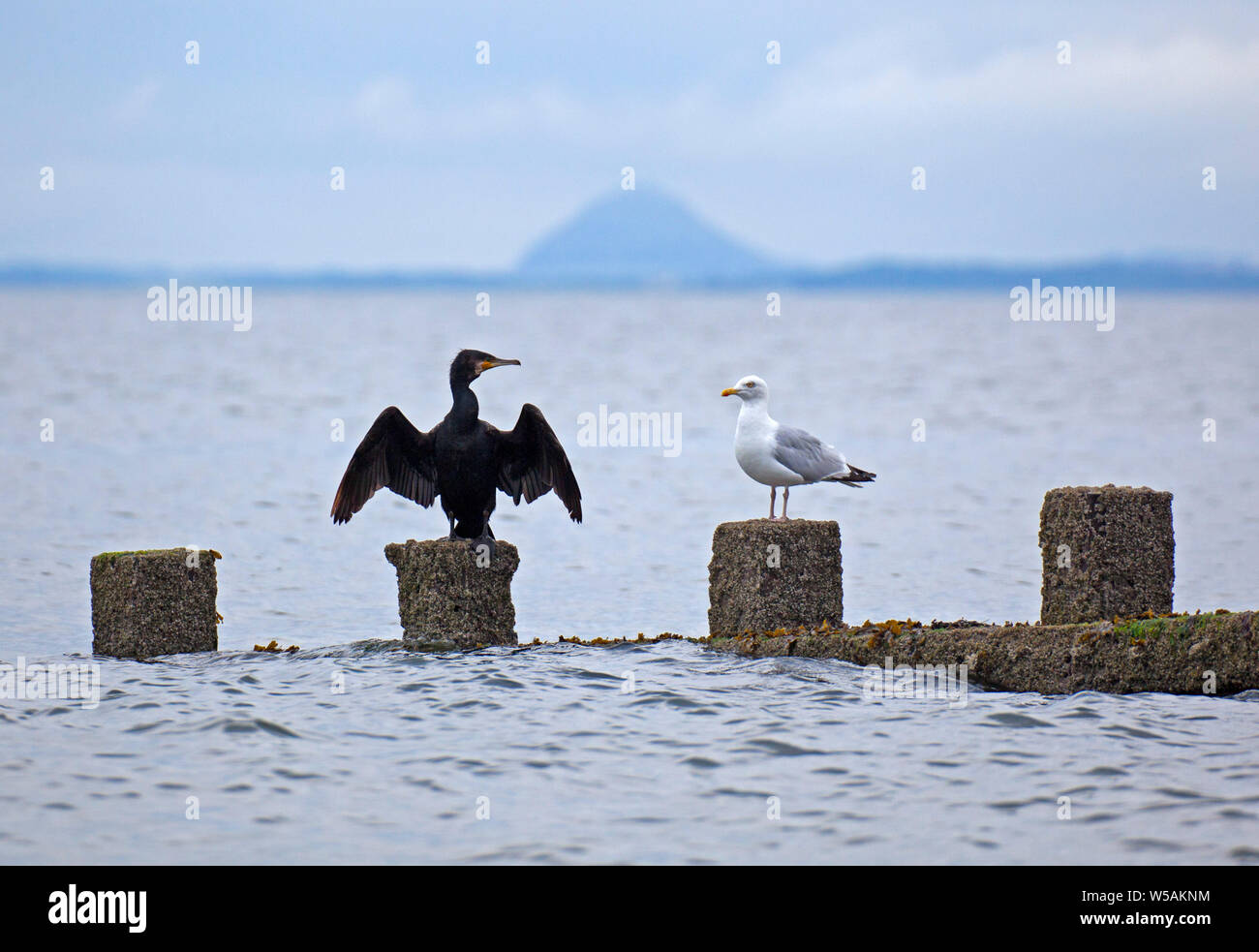 La plage de Portobello, Édimbourg, Écosse, Royaume-Uni. 27 juillet, 2019. Shag, d'oiseaux (Phalacrocorax aristotelis) avec ailes déployées juste après les fortes pluies de la nuit. La structure de Shag et Cormorant et plumes diminue la flottabilité et l'anhinga facilite ainsi la poursuite sous l'eau des poissons. D'où leur plumage n'est pas hydrofuge, mais mouillable.' 'il a été suggéré que la fonction de la propagation dans ces postures de droite les oiseaux est de sécher les ailes après humidification. Credit : Arch White/Alamy Live News Banque D'Images