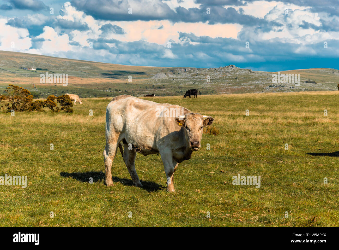 Le pâturage du bétail dans un champ dans le Dartmoor National Park, Devon, Angleterre, Royaume-Uni. Banque D'Images
