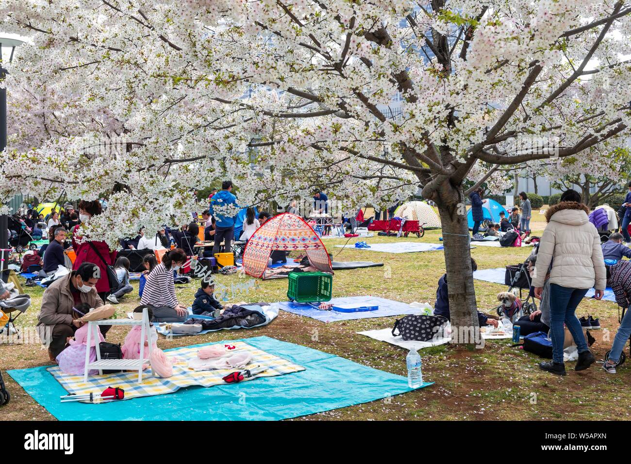 Les touristes japonais local et faire des pique-nique sous les cerisiers en fleurs, les cerisiers en fleurs au printemps, Hanami, Koto Festival City, Tokyo, Japon Banque D'Images
