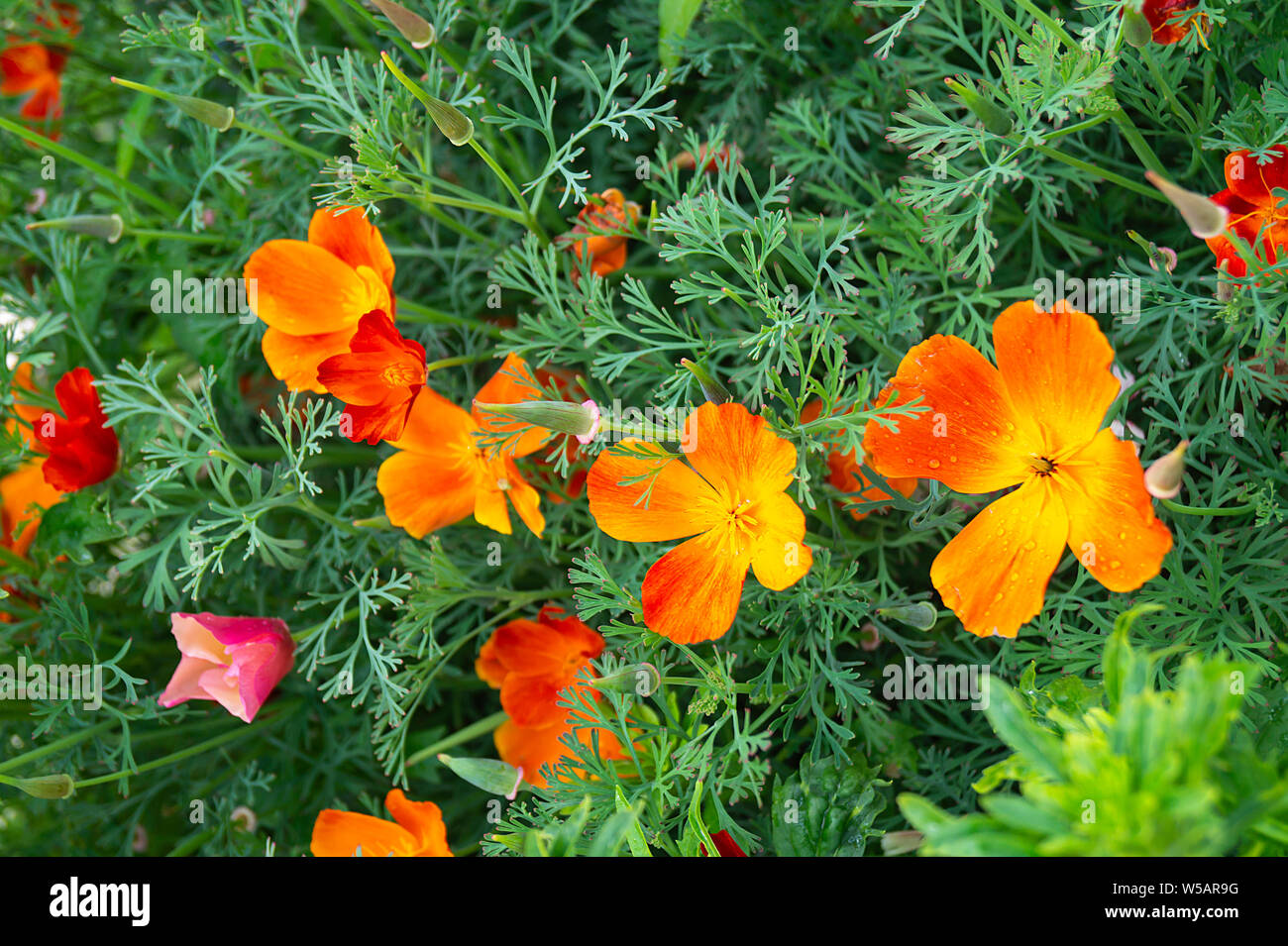 Belle fleur orange sur fond de l'herbe verte pousse dans jardin d'ici l'été Banque D'Images