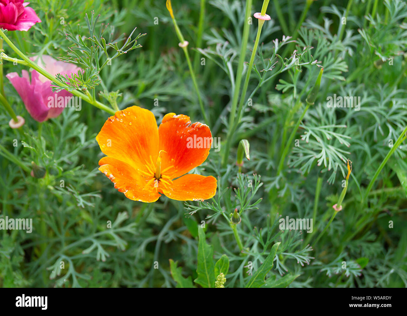 Belle fleur orange sur fond de l'herbe verte pousse dans jardin d'ici l'été Banque D'Images