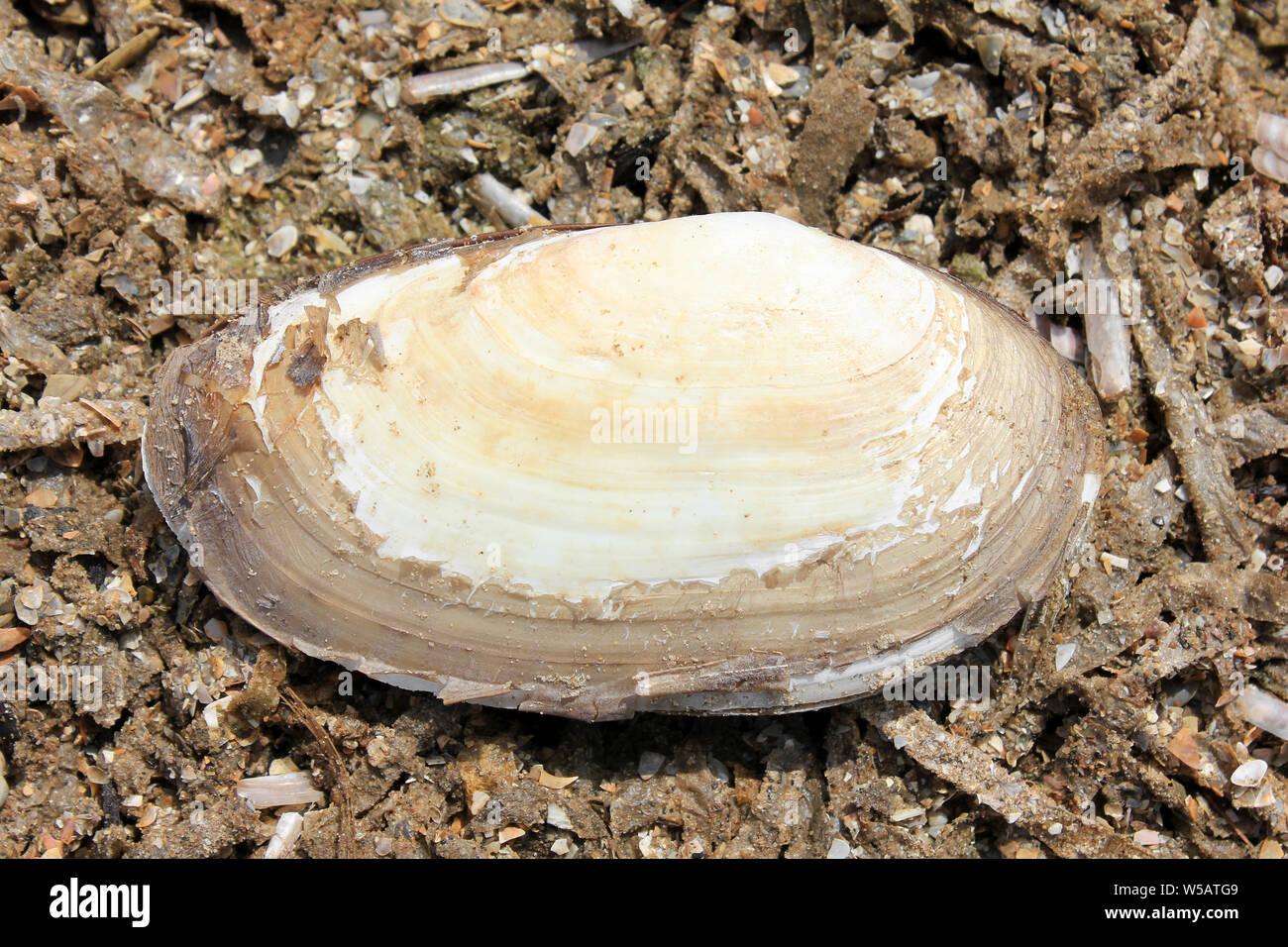 Lutraria lutraria Shell Loutre commune Banque D'Images