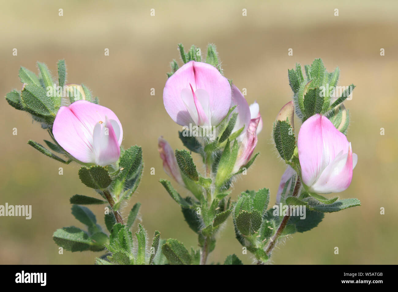 Common Restharrow Ononis repens Banque D'Images