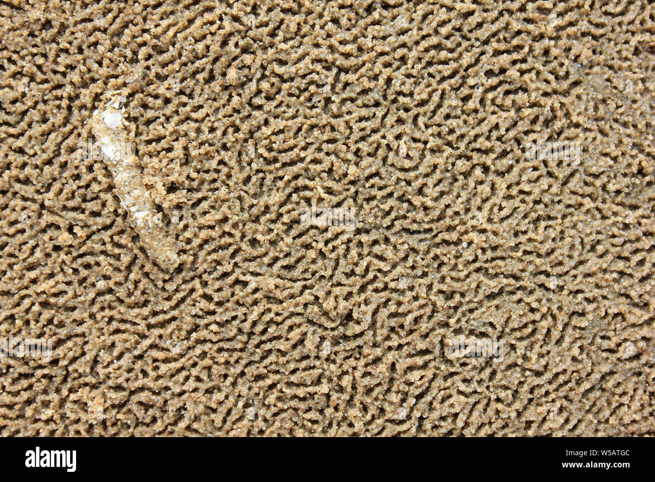 Les patrons de sable et un tube de ver de sable Lanice conchilega Mason Banque D'Images