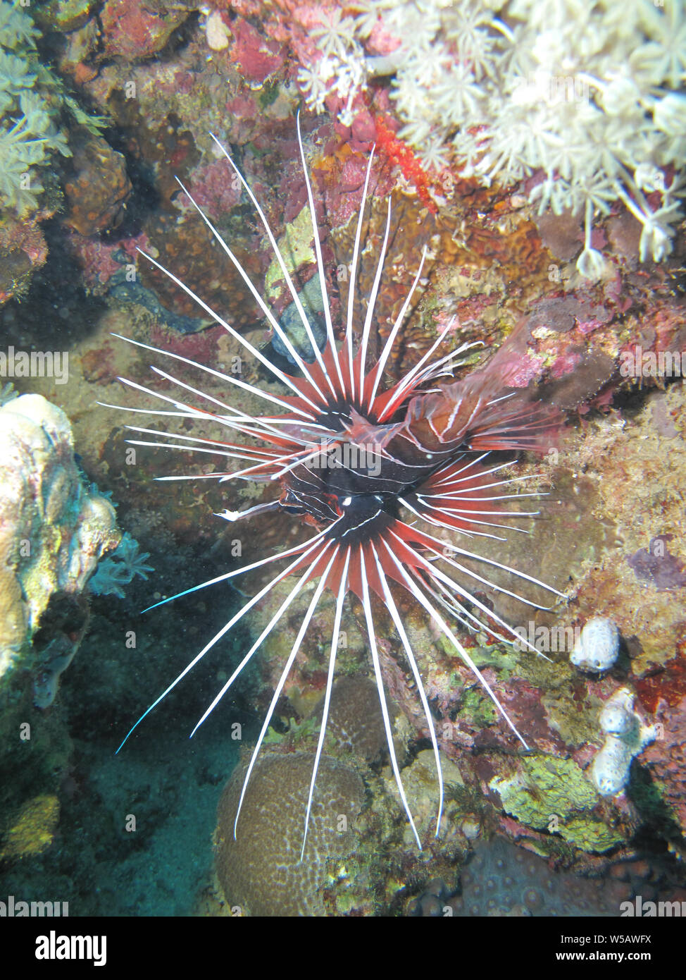 Une rascasse volante (Pterois miles), dans la mer Rouge au large de la côte de Yanbu, en Arabie Saoudite. Banque D'Images