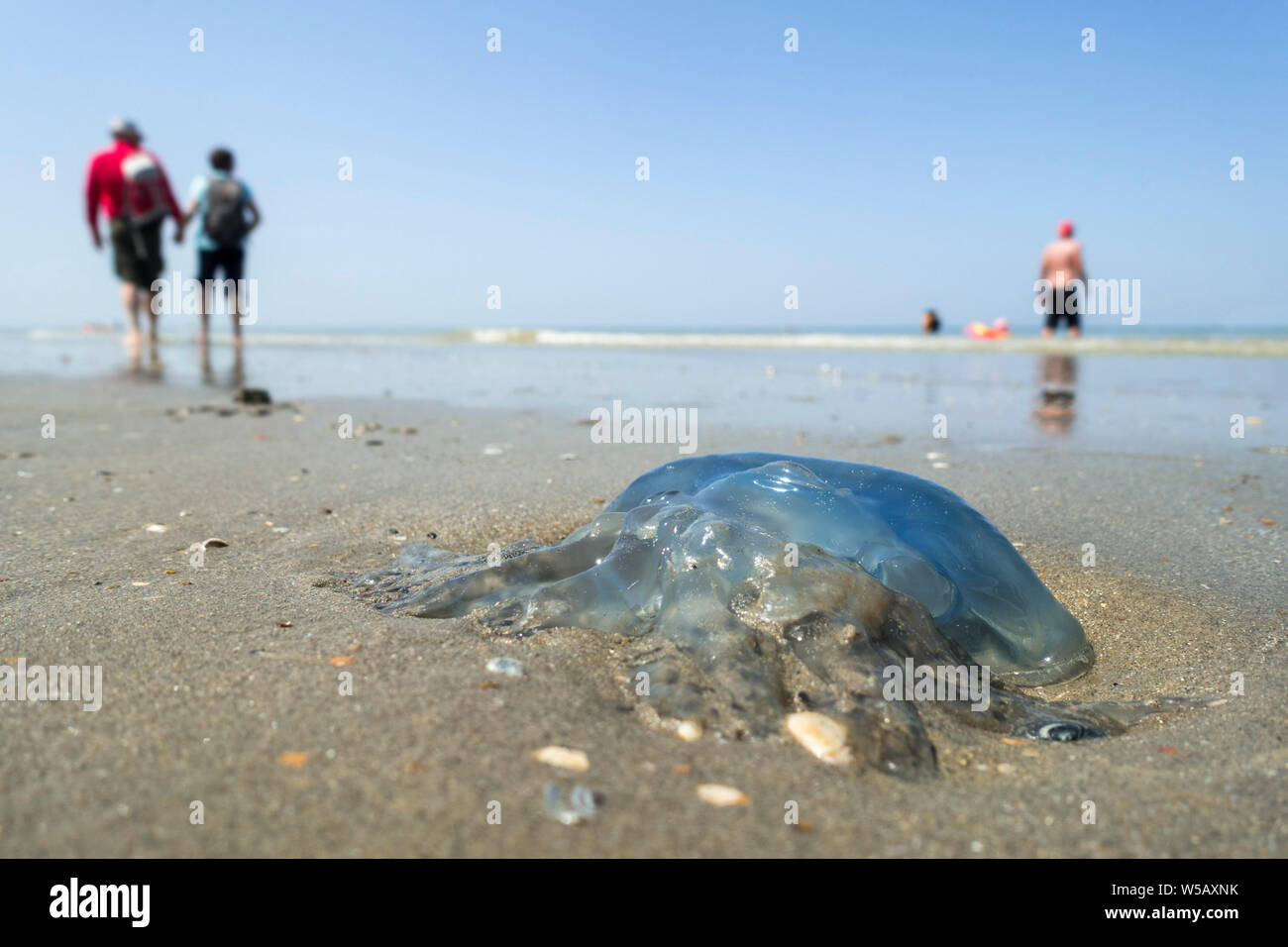 Baril / poubelle-méduses méduses / couvercle nez à froufrous (méduses Rhizostoma pulmo) s'est échoué sur la plage le long de la côte de la mer du Nord en été Banque D'Images