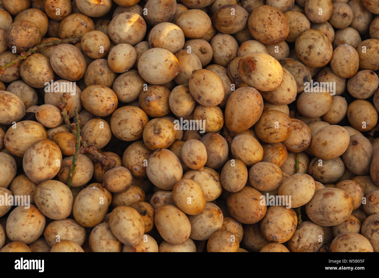 Fruits de Lansium parasiticum, également connu sous le nom de langsat ou lanzones jeter sur un compteur de marché. C'est une espèce d'arbre dans la famille de l'Acajou. L Banque D'Images