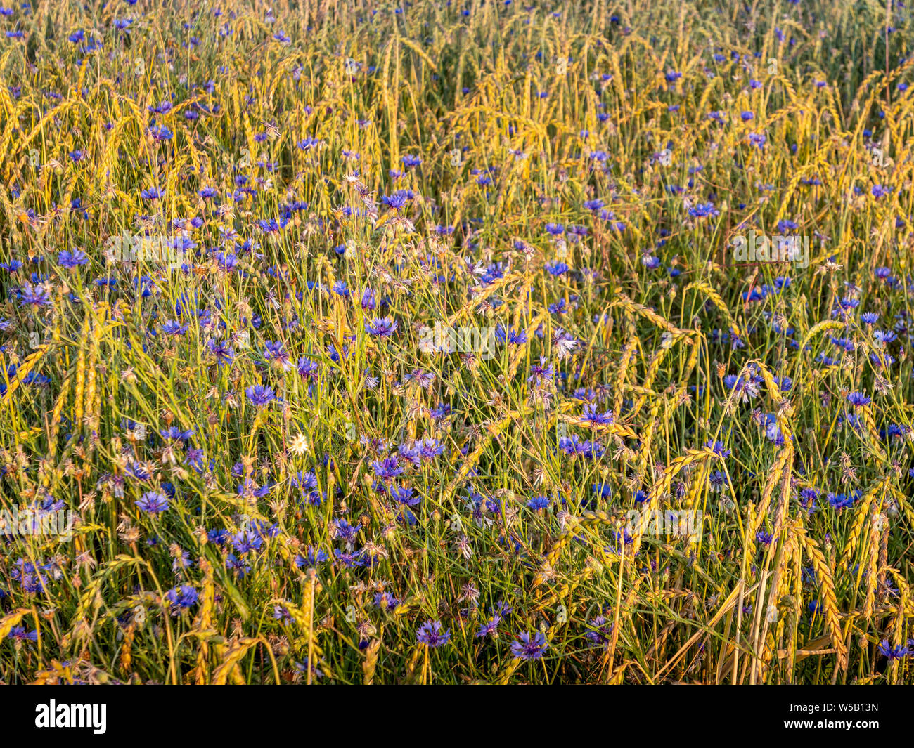 Champ de céréales avec barbeaux, Haute-Bavière, Bavaria, Germany, Europe Banque D'Images
