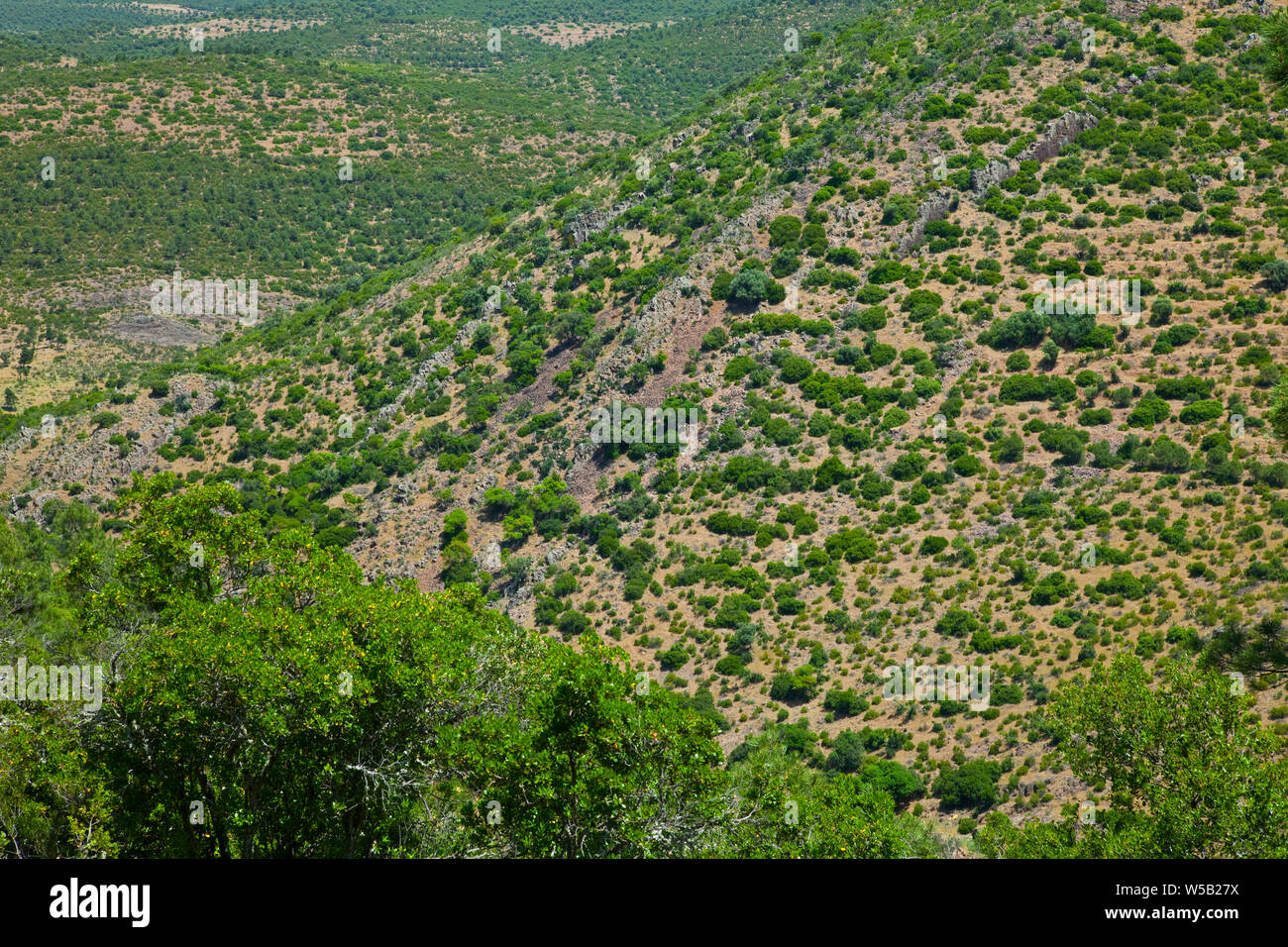 Hábitat de Aguila Imperial Ibérica, Sierra Morena, Jaén, Andalousie,  Espagne Photo Stock - Alamy