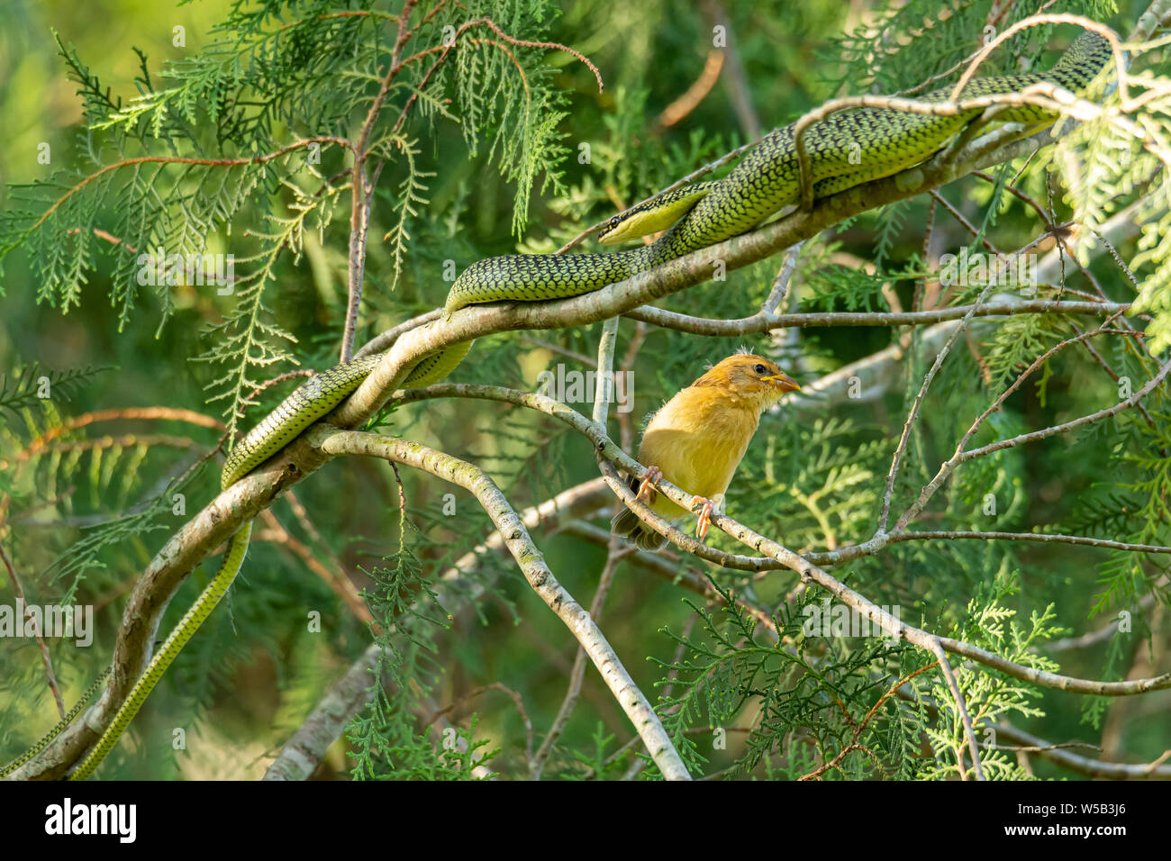 La malchance d'or de l'Asie et de l'arbre d'Or un tisserand serpent sont très proches les unes des autres Banque D'Images