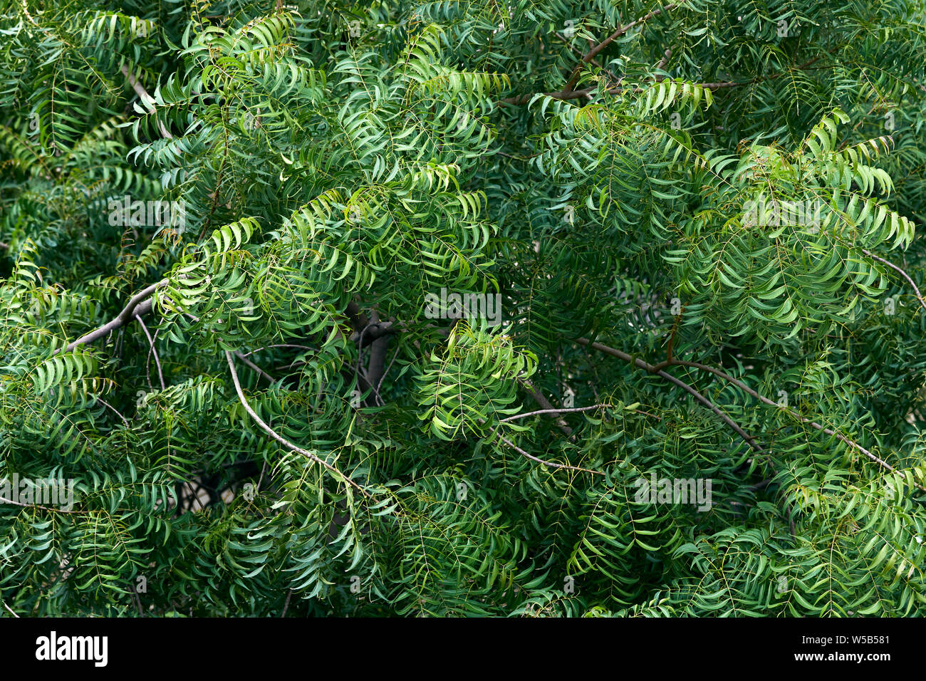 Vue de dessus de l'arbre de neem Banque D'Images