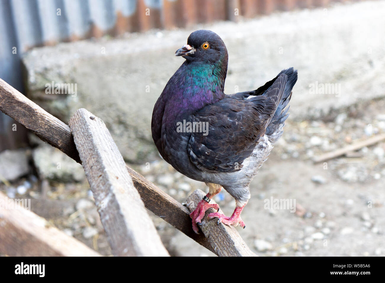Un pigeon domestique avec un plumage foncé Banque D'Images