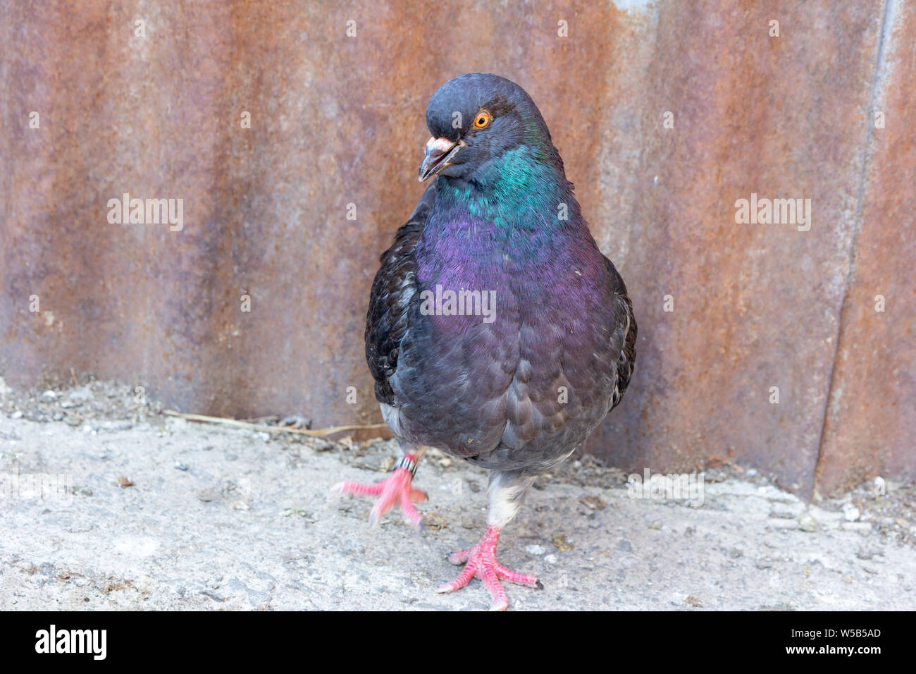 Un pigeon domestique avec un plumage foncé Banque D'Images