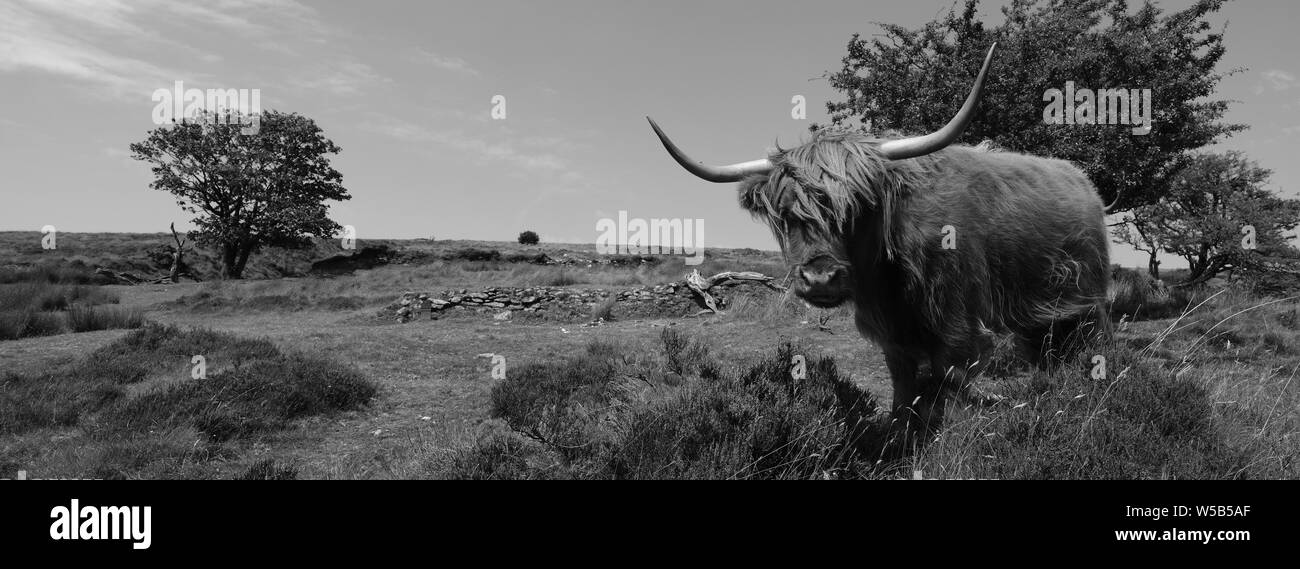 Highland cattle Devon Dartmoor Banque D'Images