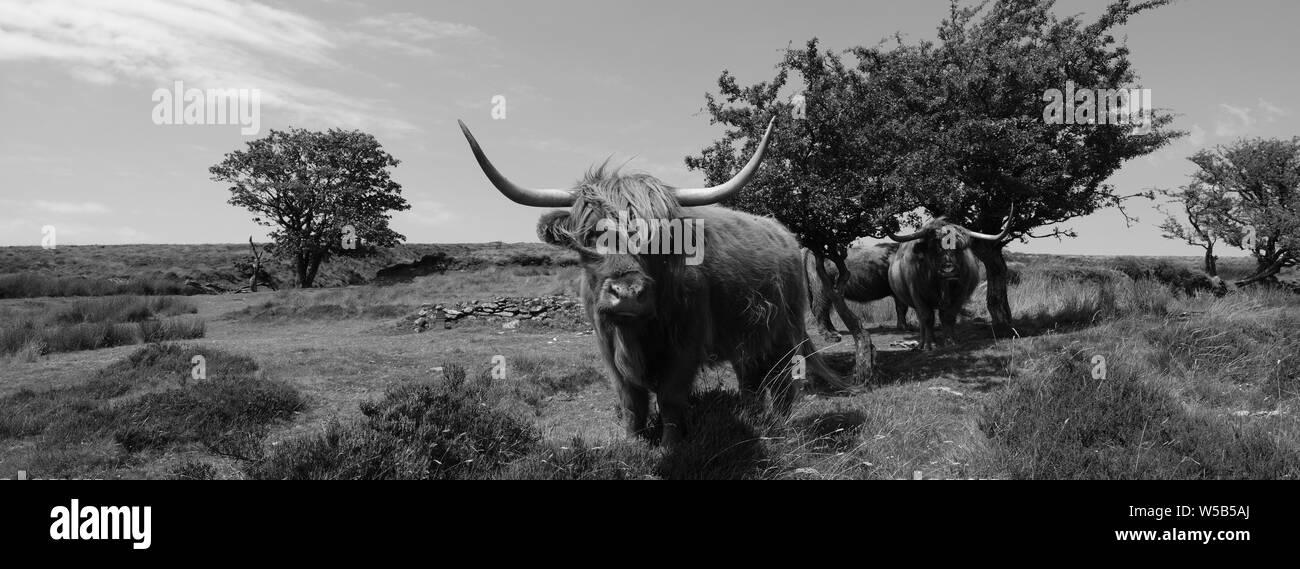 Highland cattle Devon Dartmoor Banque D'Images