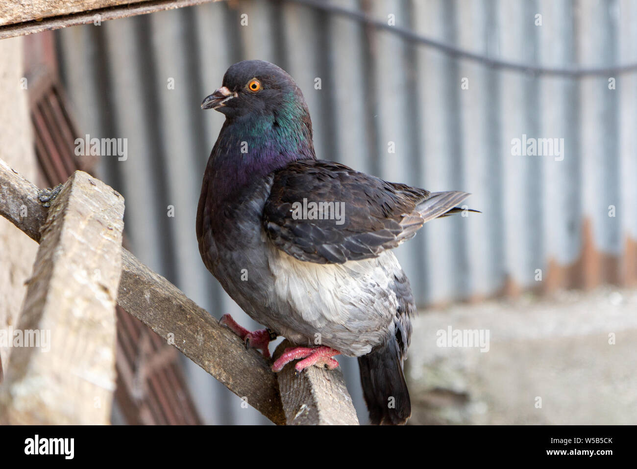 Un pigeon domestique avec un plumage foncé Banque D'Images