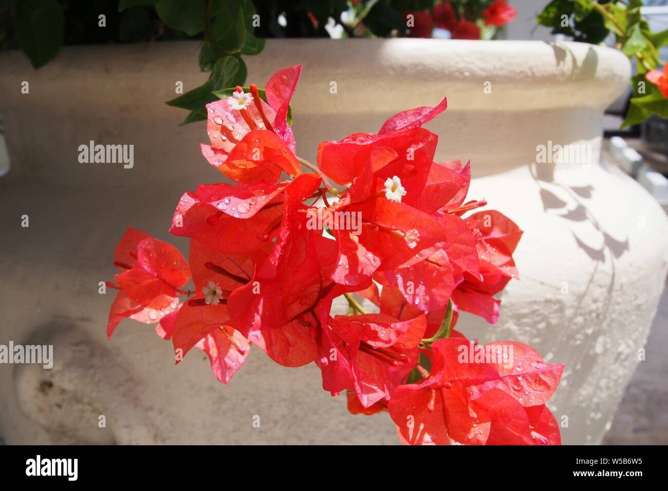 Bougainvillée rouge vif avec des fleurs blanches après un orage, dans un style Grec, urne, Anguilla BWI. Banque D'Images