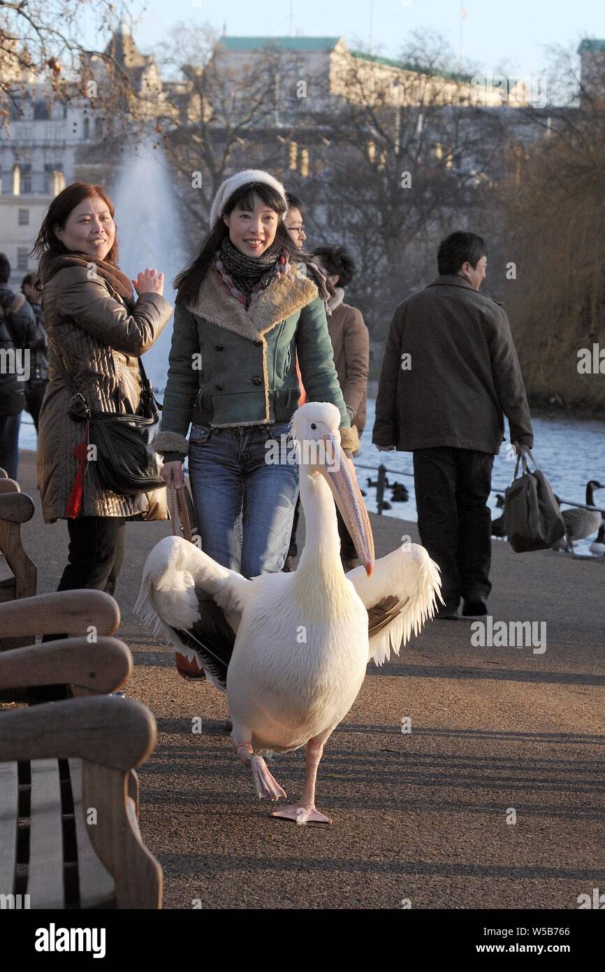 / Great White Pelican Pelecanus onocrotalus blanc de l'Est, la marche sur sentier en matin soleil entouré par les touristes, St James's Park, Londres, UK Banque D'Images