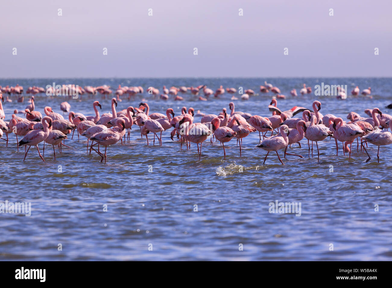 Un flamboyant de flamants à Swakopmund, Namibie Banque D'Images