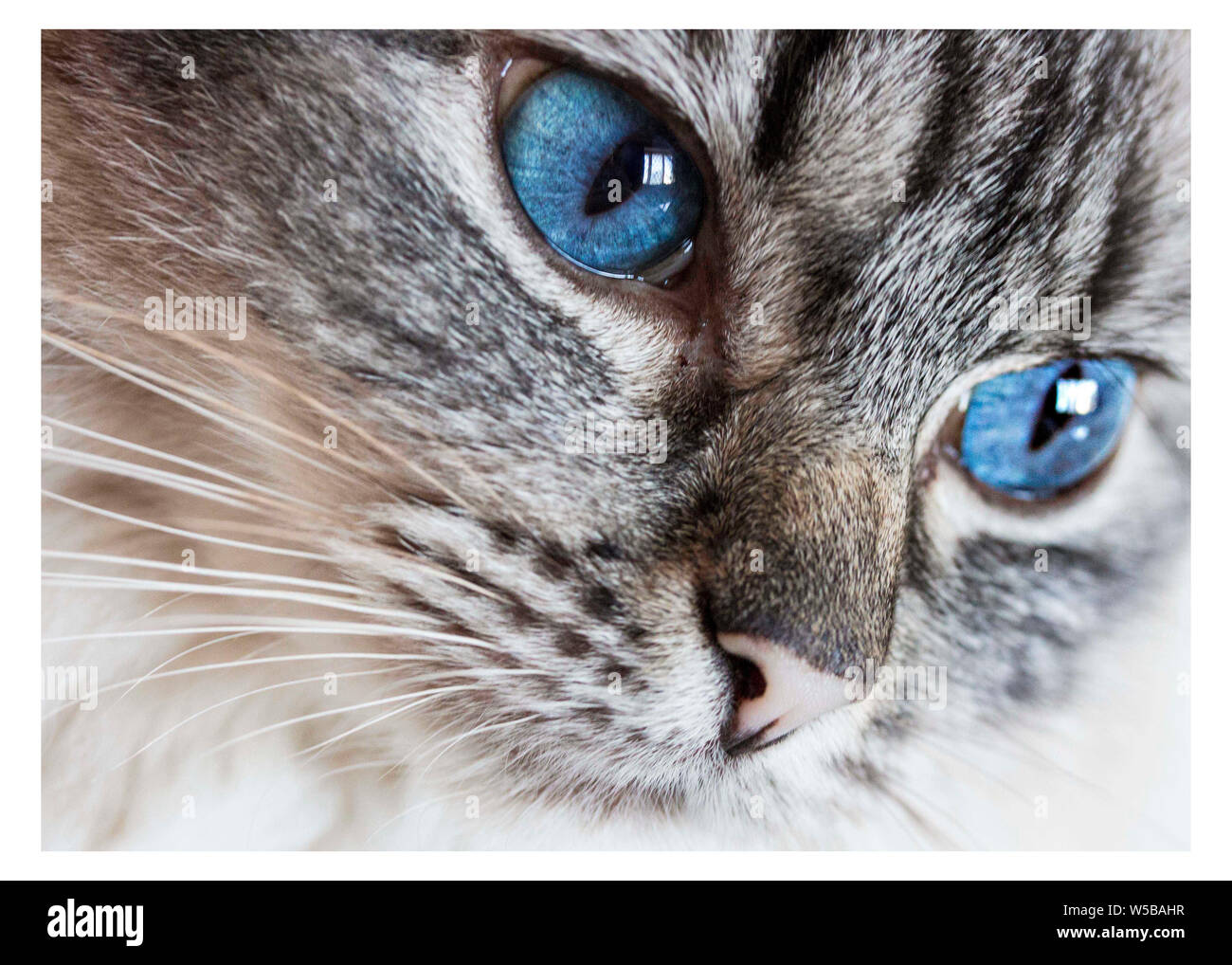 Close-up d'un arbre chat Ragdoll montrant son visage avec des yeux bleus intenses et motif tabby le visage avec un blanc manteau à poils longs Banque D'Images