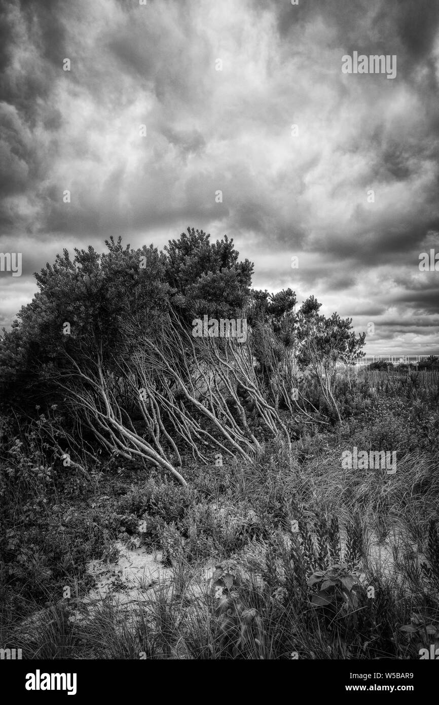 Balayées par un groupe d'arbres devant un inquiétant, dramatique ciel rempli de nuages à Cape May, New Jersey. Banque D'Images