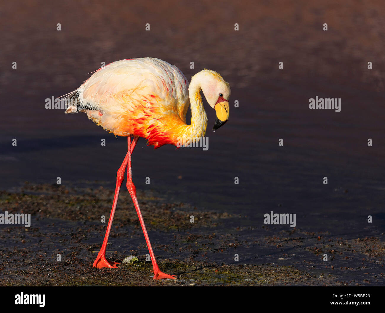 Flamingo solitaire à la tombée de la marche. La Laguna Colorada, un arrêt populaire sur le Roadtrip à Uyuni Salf Télévision, Altiplano. La Bolivie. L'Amérique du Sud. Photo en gros plan Banque D'Images