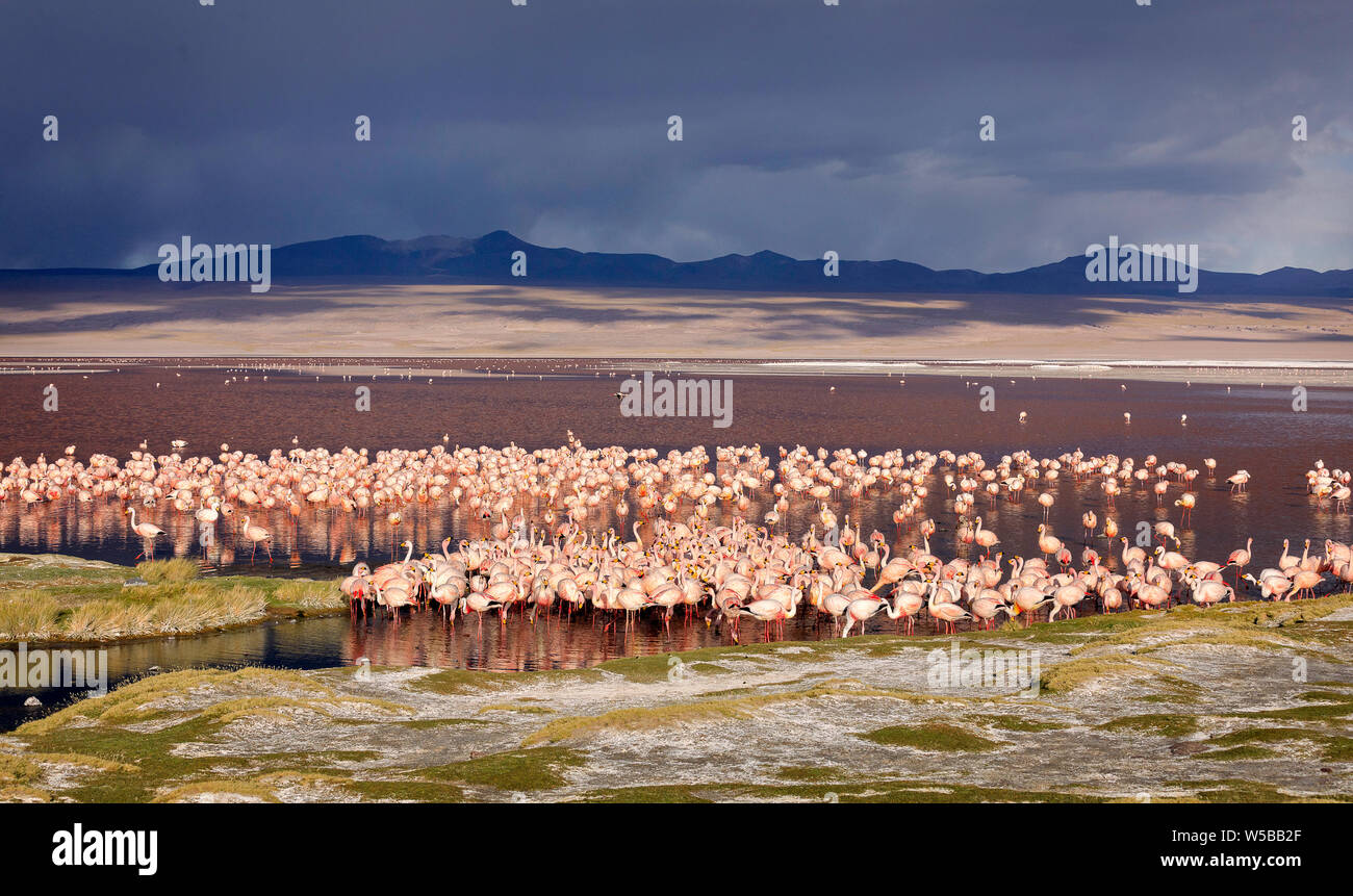 L'immense colonie de flamants de James dans la Laguna Colorada, l'Altiplano. La Bolivie. L'Amérique du Sud. Banque D'Images