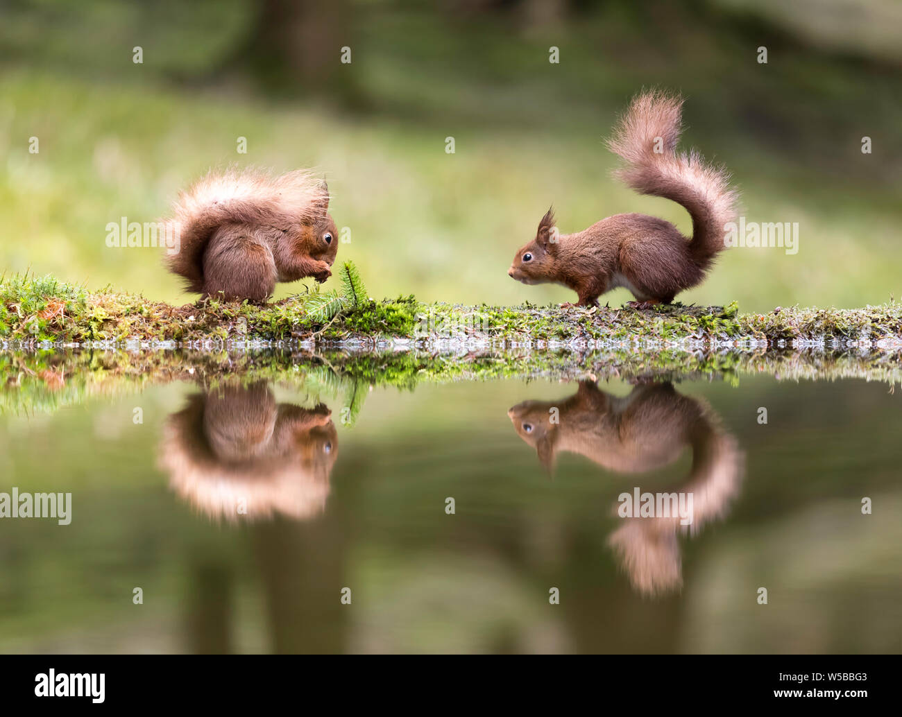 Deux écureuils face à face sur le côté d'une piscine et traduit parfaitement. L'un des écureuils est de manger une noix pendant que l'autre regarde sur Banque D'Images