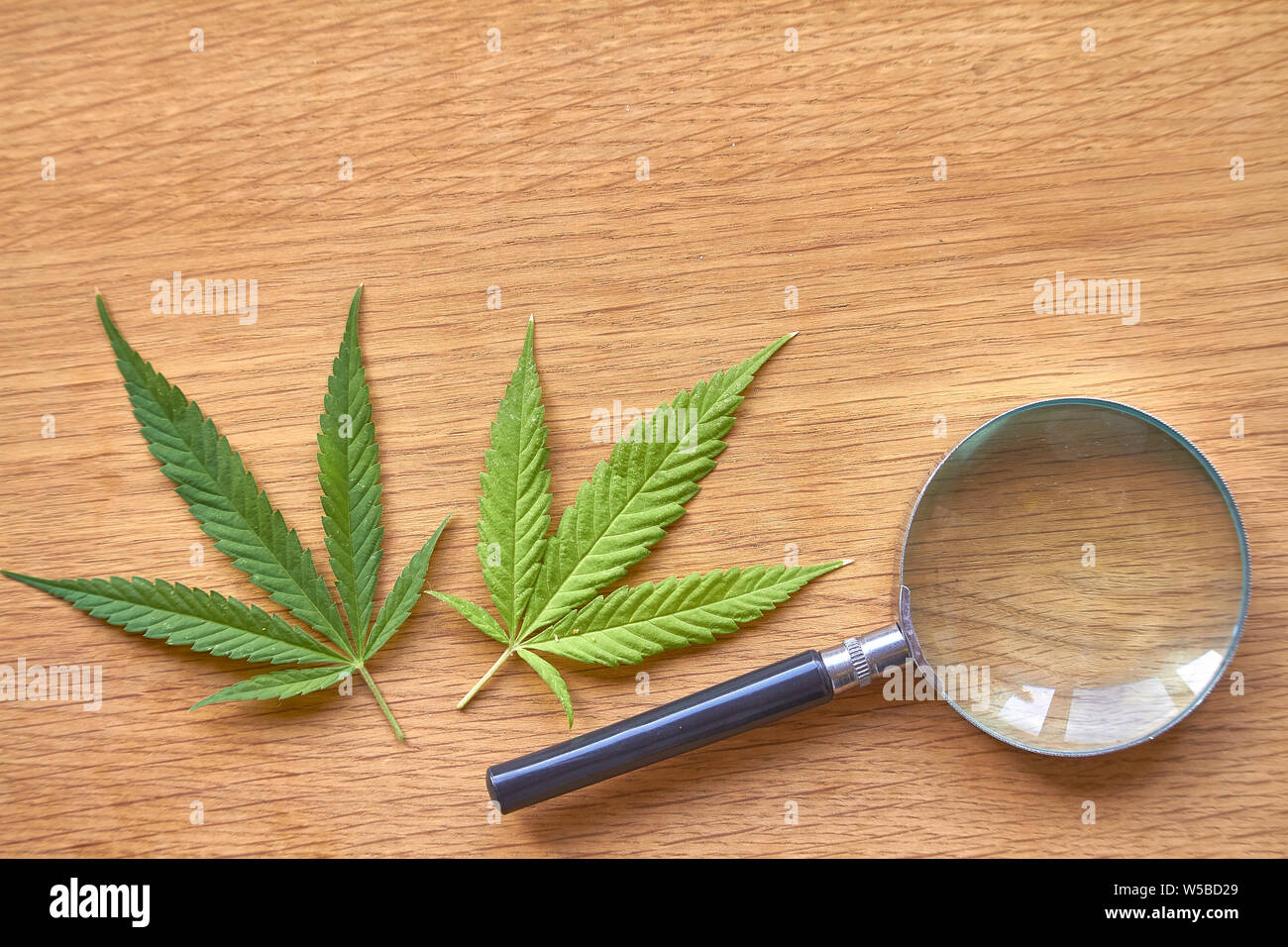Libre loupe se trouve sur une surface en bois à côté de deux feuilles de marijuana, selective focus Banque D'Images