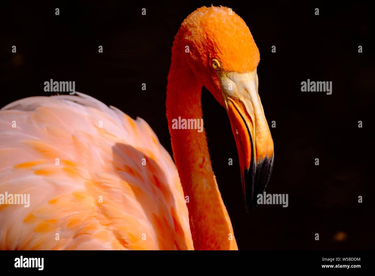 Gros plan d'un flamant orange avec des yeux jaunes et foncé arrière-plan Banque D'Images