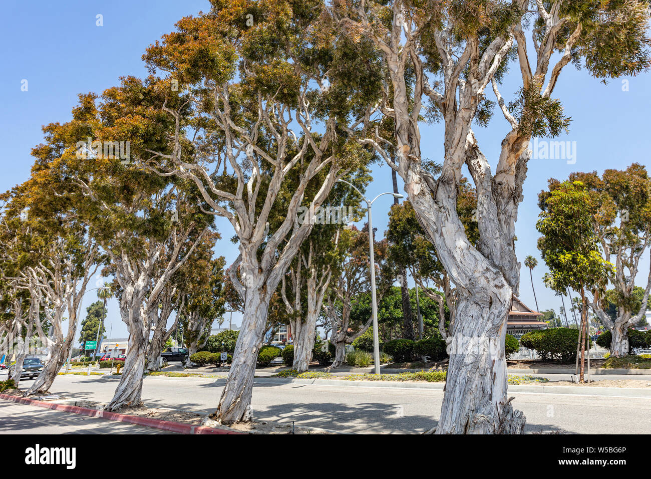 Eucalyptus contre le ciel bleu clair. Journée de printemps ensoleillée. LA, California, USA Banque D'Images