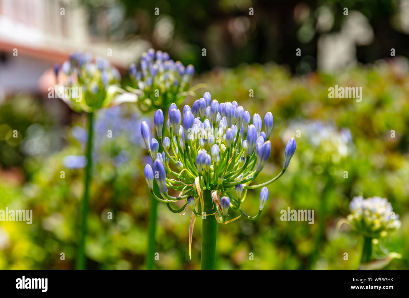 Fleur pourpre bleu ou triteleia lily bourgeons, vue rapprochée, journée de printemps ensoleillée Californie, États-Unis d'Amérique Banque D'Images