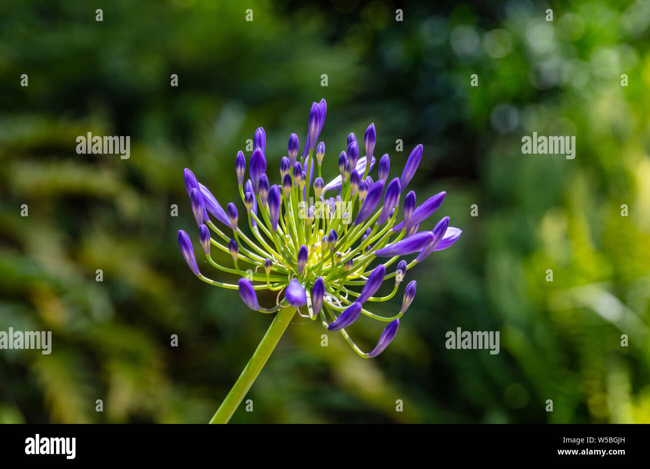 Fleur pourpre bleu ou triteleia lily bourgeons, vue rapprochée, journée de printemps ensoleillée Californie, États-Unis d'Amérique Banque D'Images
