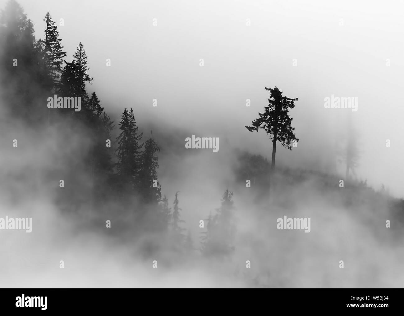 Arbres dans la brume sur un flanc de montagne en Colombie-Britannique Canada avec un arbre isolé loin du groupe Banque D'Images