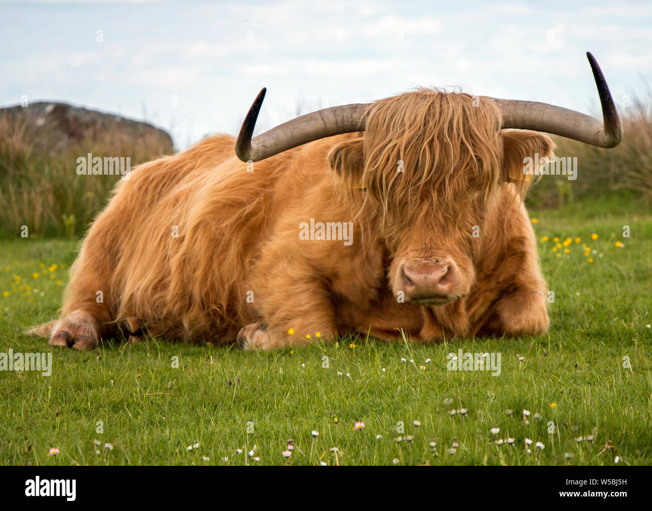 Highland cattle couchés dans l'herbe Banque D'Images