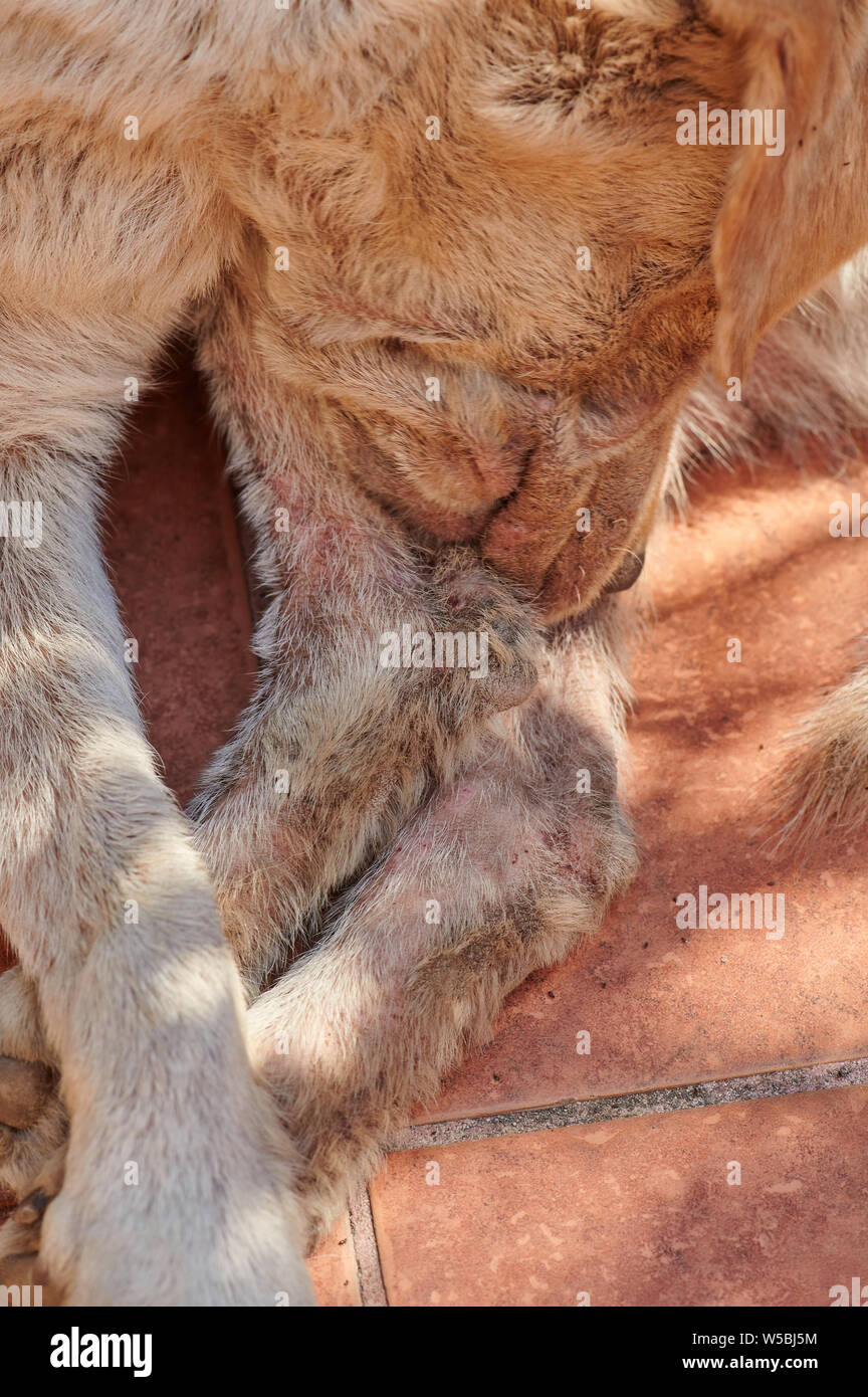 Pattes de chien avec la peau rouge. Thème allergies aux animaux Banque D'Images