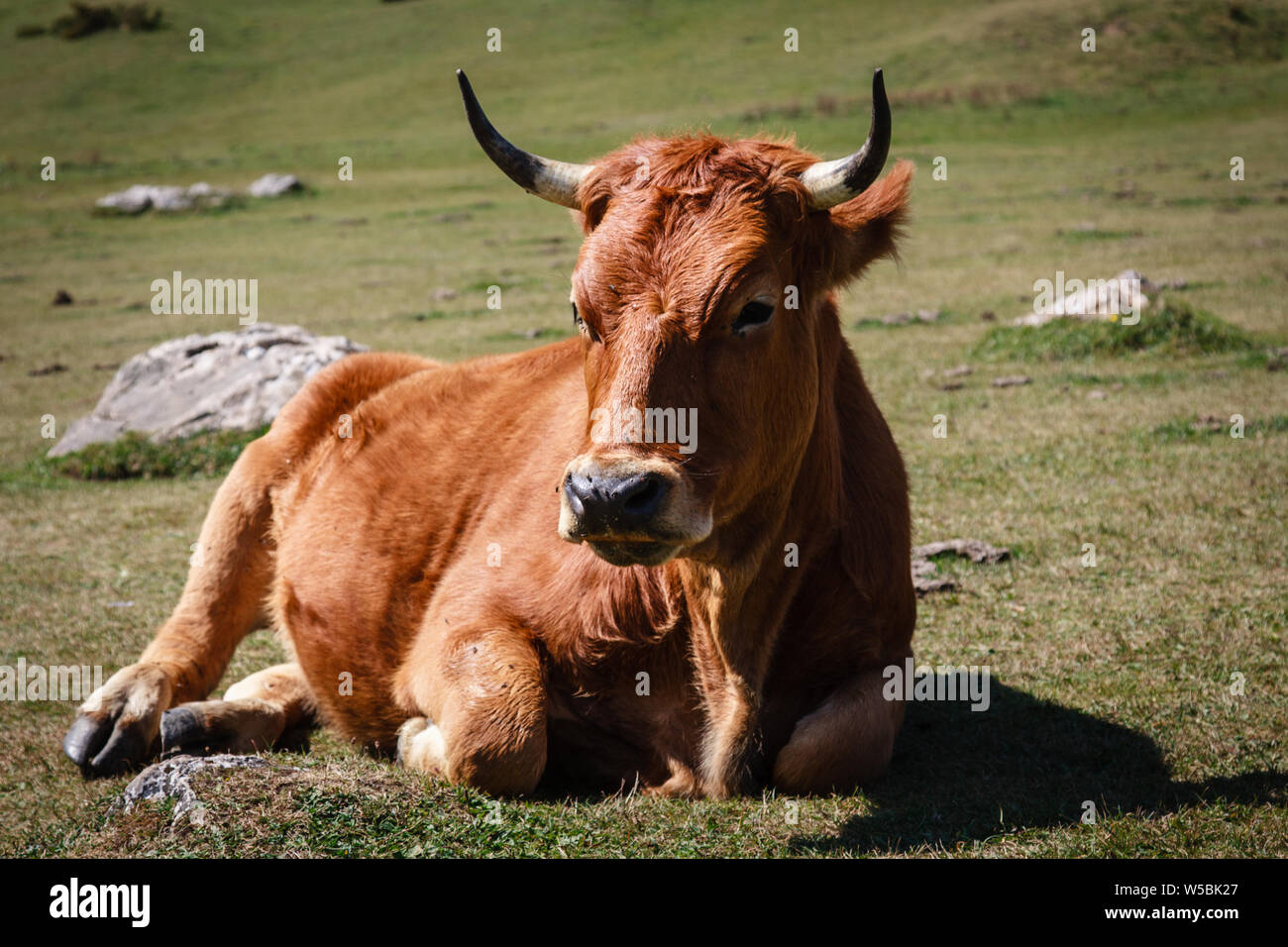 Une grosse vache couchée sur le terrain dans le parc national Picos de Europa Banque D'Images