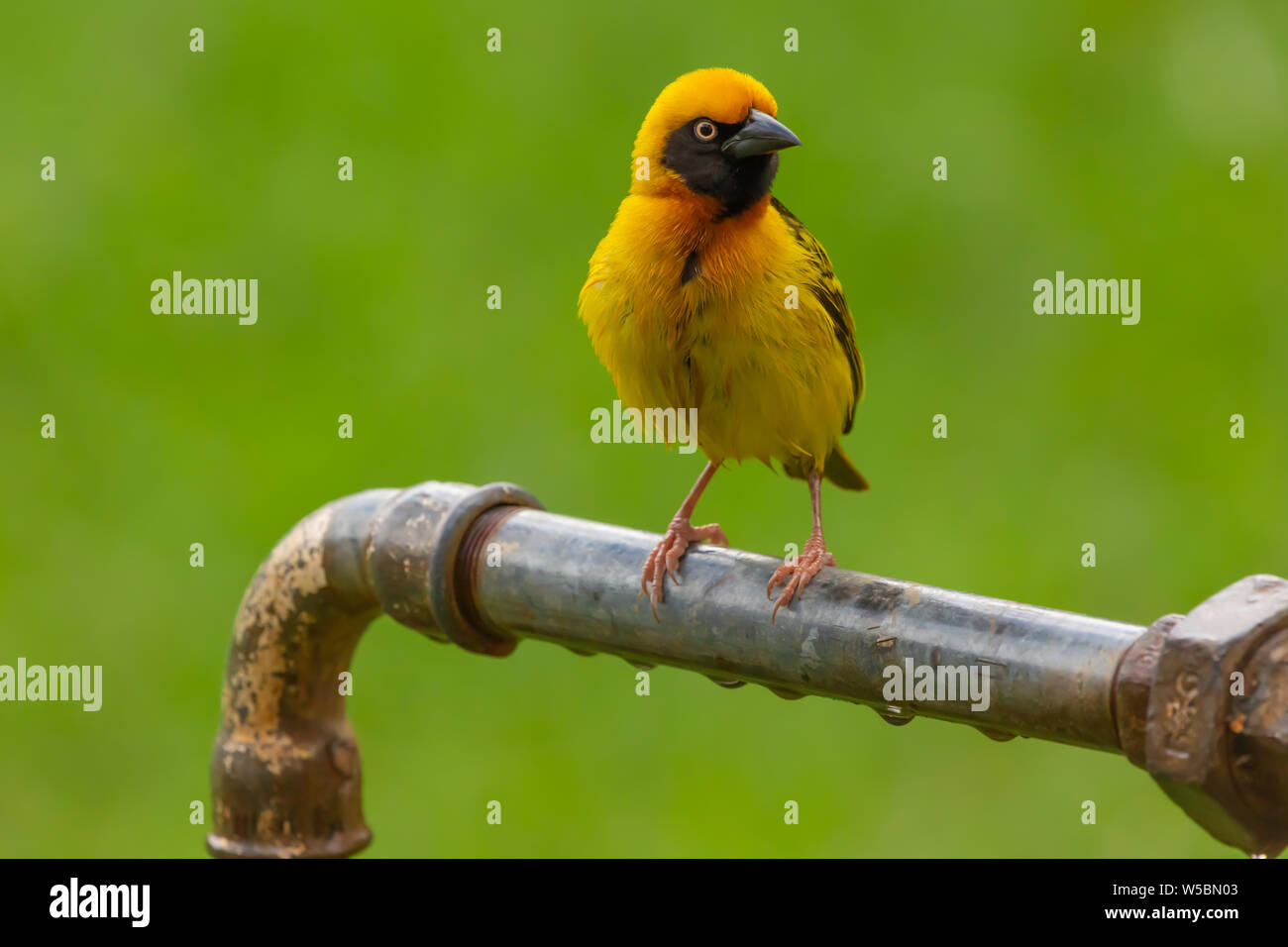 Speke's weaver Ploceus spekei (oiseau) d'Afrique de l'est un passereau perché sur tuyau. Banque D'Images