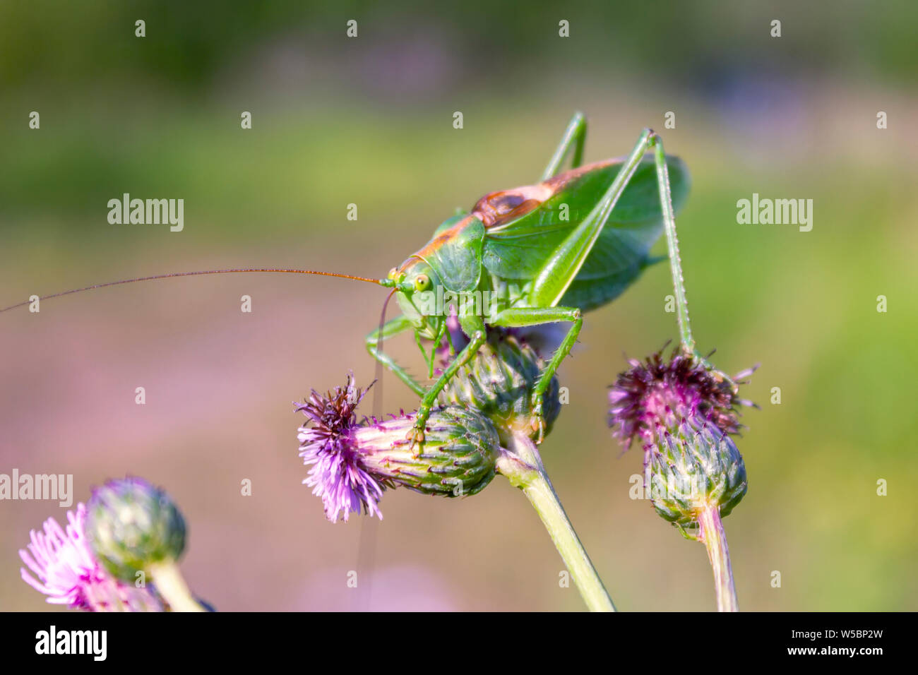 Tettigonia viridissima. Vert sauterelle sauterelle, ou l'ordinaire - un type d'insectes de la famille des sauterelles de l'ordre des Orthoptères. Banque D'Images