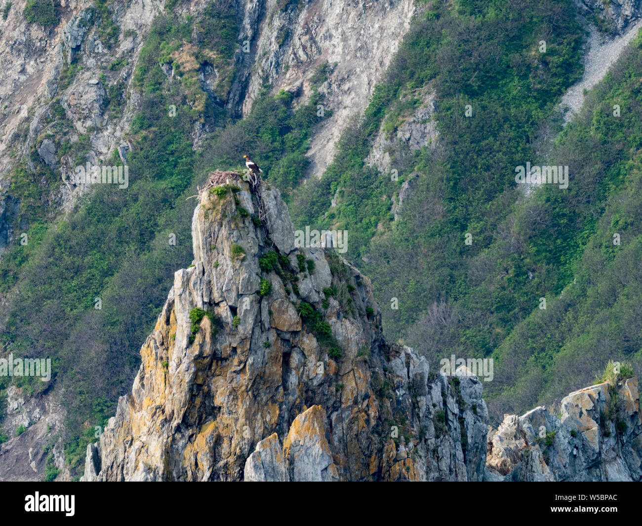 Un site de nidification, l'Aigle de mer de Steller Haliaeetus pelagicus, le long de la côte du Kamchatka en Russie Banque D'Images