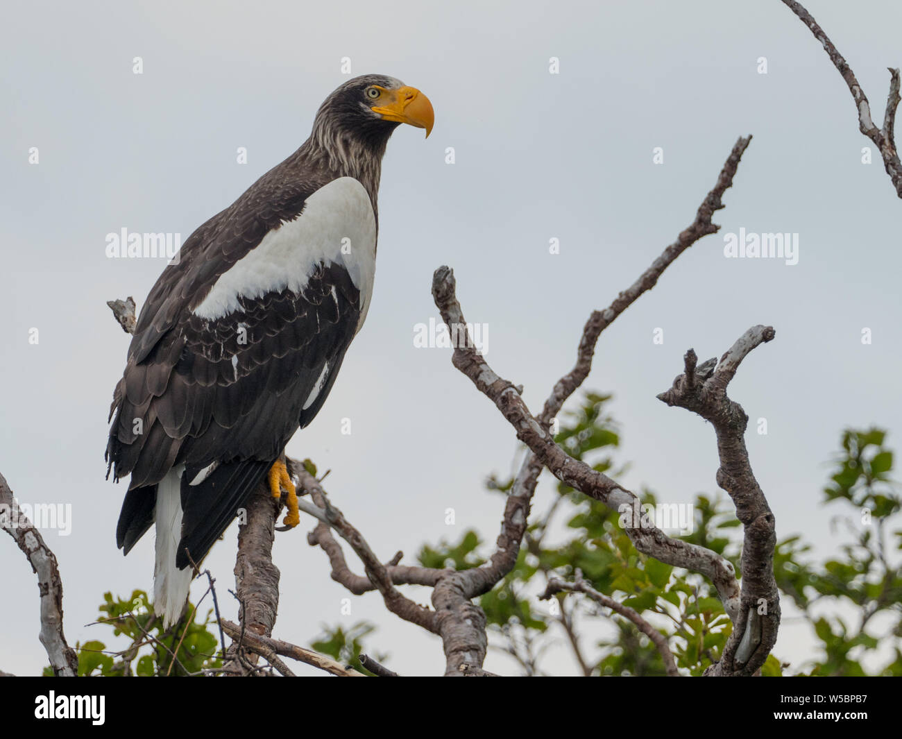 A l'Aigle de mer de Steller, Haliaeetus pelagicus, le long de la côte du Kamchatka en Russie Banque D'Images