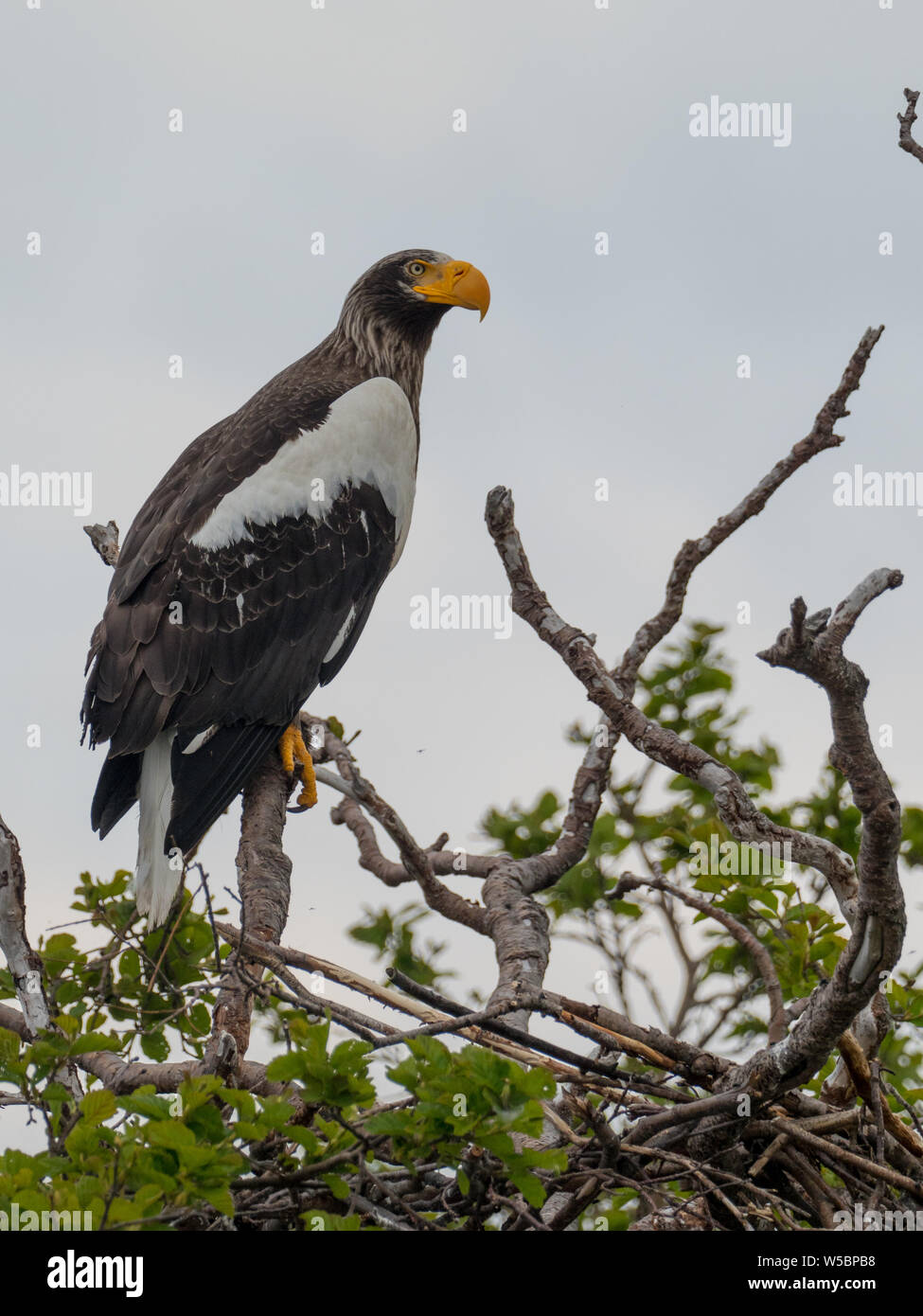 A l'Aigle de mer de Steller, Haliaeetus pelagicus, le long de la côte du Kamchatka en Russie Banque D'Images
