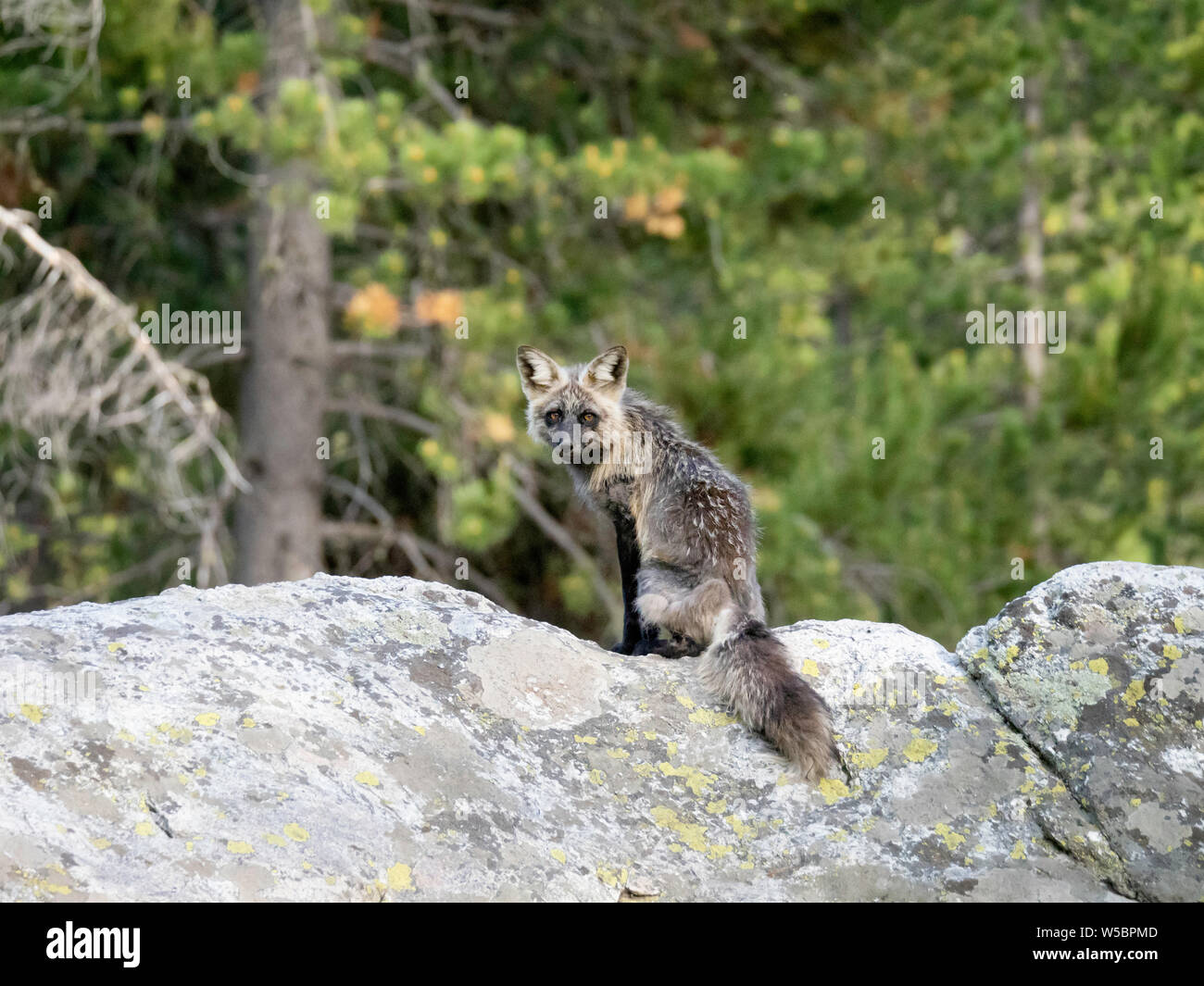 Mère adultes renard roux, Vulpes vulpes, près de sa tanière à Leigh Lake, parc national de Grand Teton, Wyoming, États-Unis. Banque D'Images