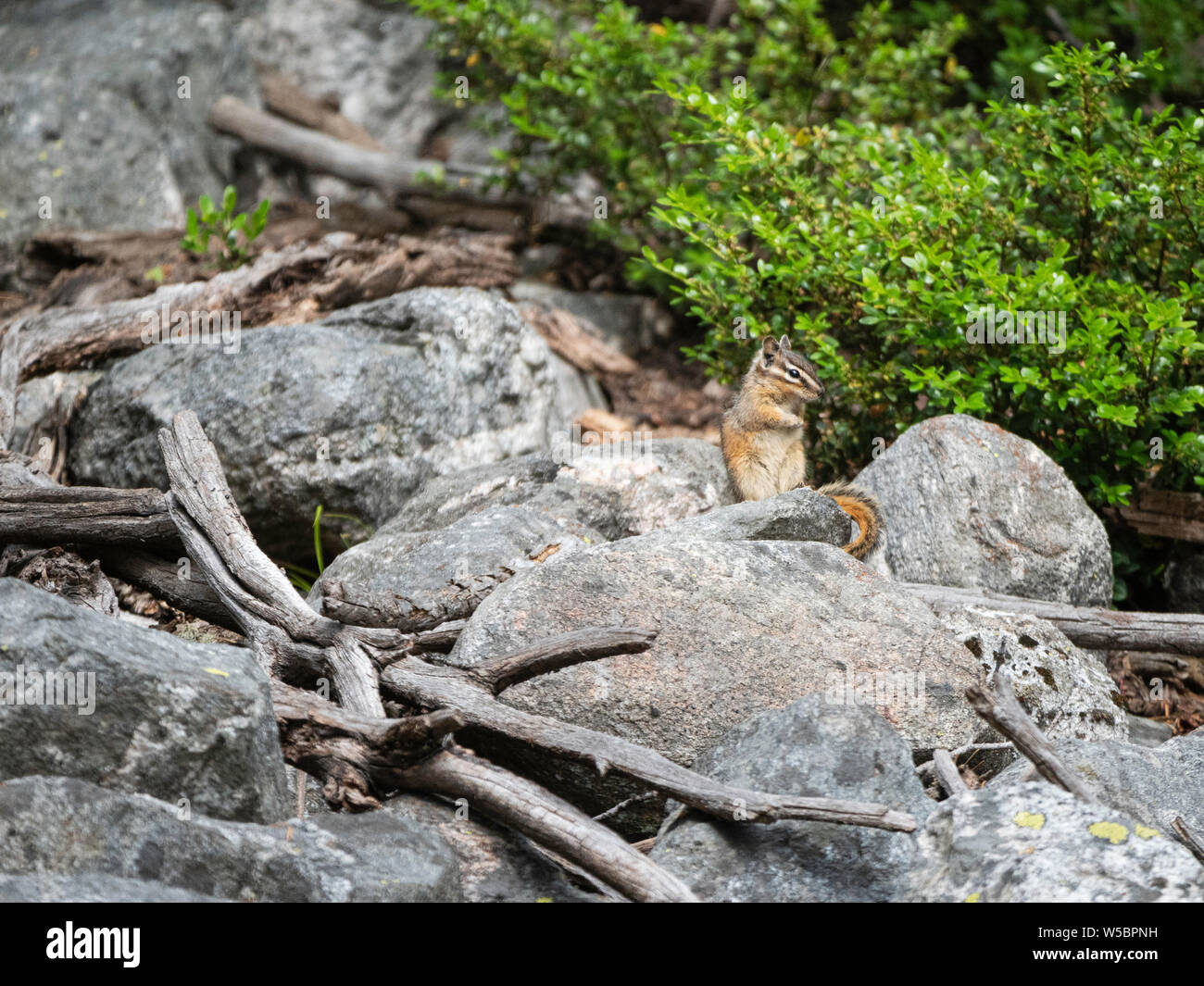 Un adulte le tamia mineur, Neotamias minimus, à Phelps Lake, parc national de Grand Teton, Wyoming, États-Unis. Banque D'Images