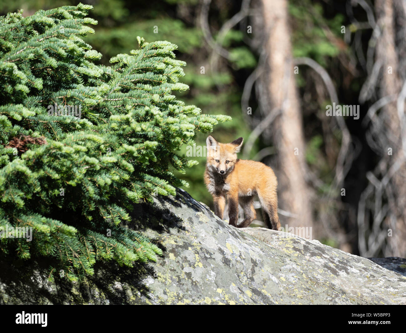 Le renard roux Vulpes vulpes, kit, environ 2 mois près de sa tanière à Leigh Lake, parc national de Grand Teton, Wyoming, États-Unis. Banque D'Images