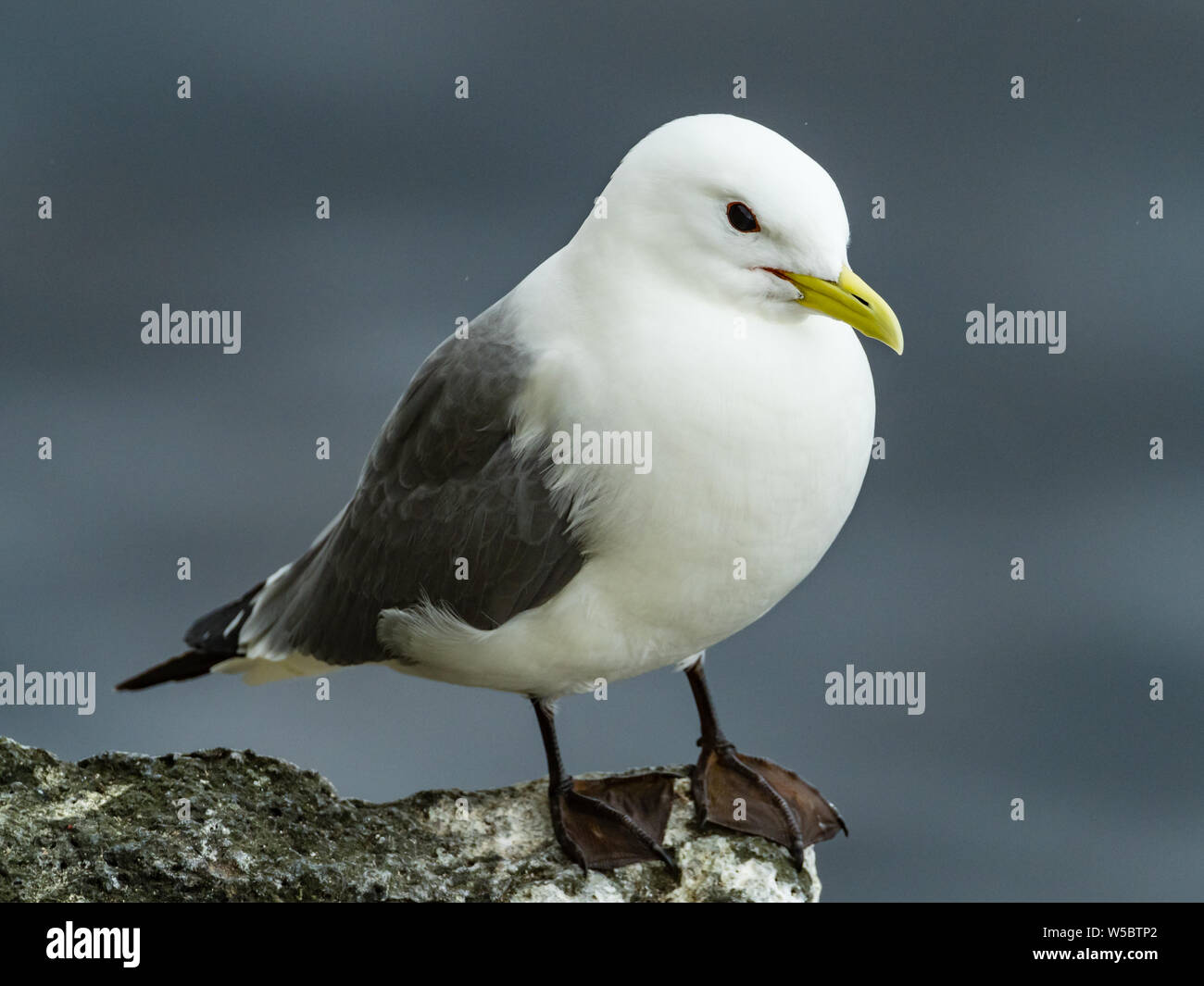 Kittiwake à pattes noires, Rissa tridactyla, sur l'île St. Paul, dans les îles Pribilof de l'Alaska. ÉTATS-UNIS Banque D'Images