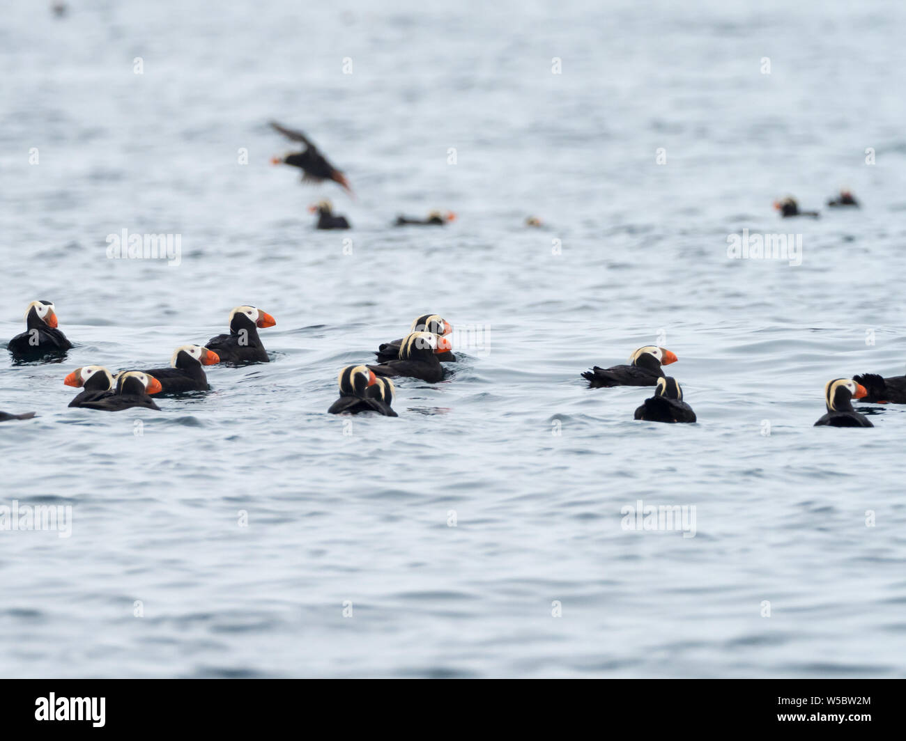 Un troupeau de Macareux huppés, Fratercula cirrhata sur l'eau dans le bébé de l'Îles Aléoutiennes, Alaska, USA Banque D'Images