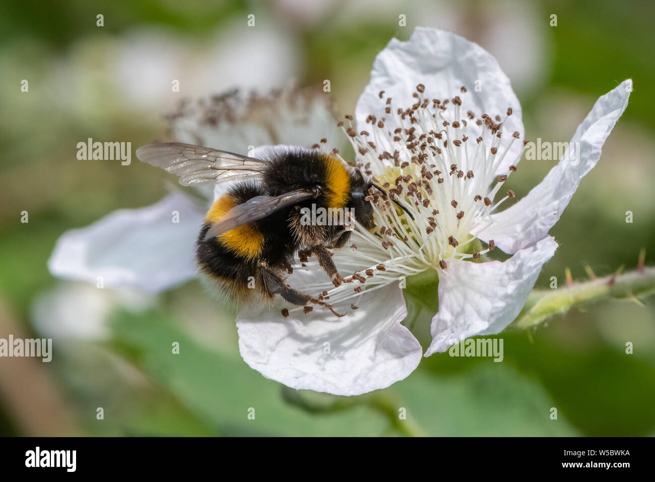 Bourdon sur fleur de Blackberry. Banque D'Images