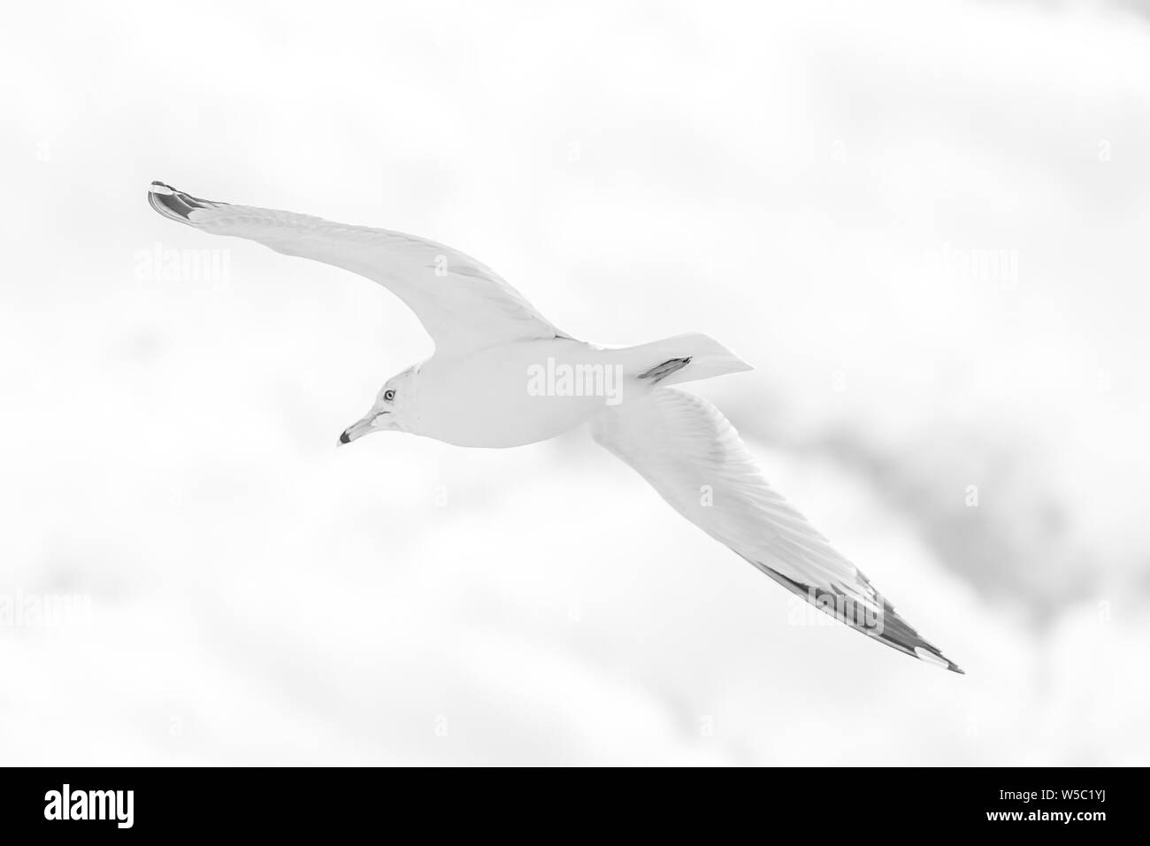 Les oiseaux de mer à la plage Banque D'Images