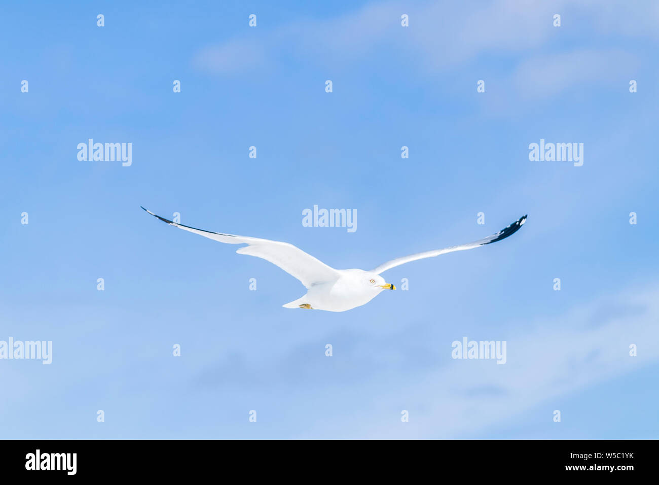 Les oiseaux de mer à la plage Banque D'Images